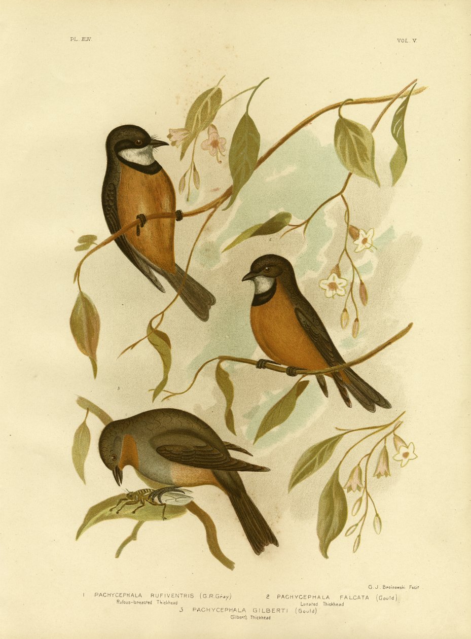 Siffleur roux, 1891 - Gracius Broinowski