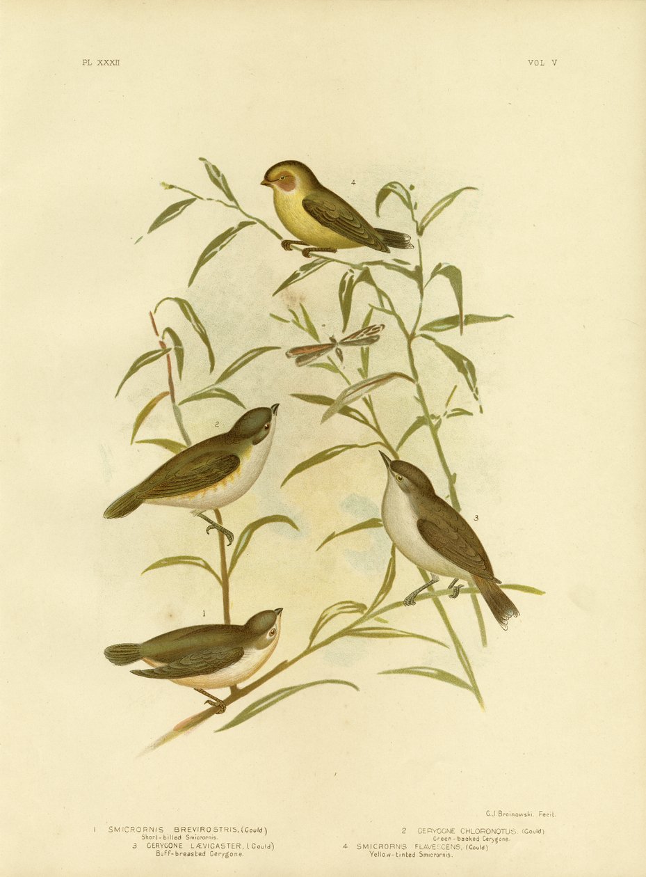 Smicrornis à bec court ou Weebill, 1891 - Gracius Broinowski