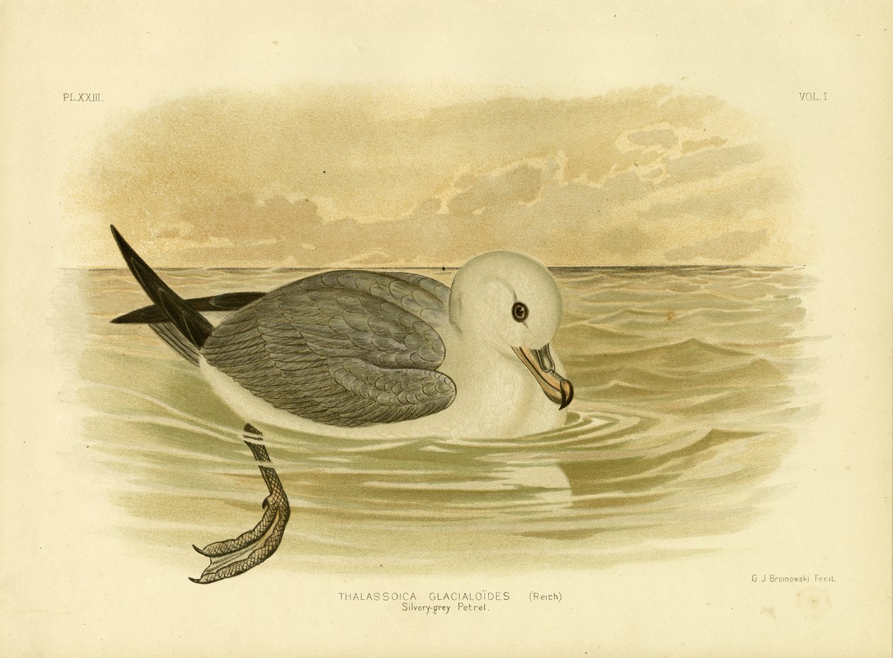 Pétrel gris argenté, 1891 - Gracius Broinowski