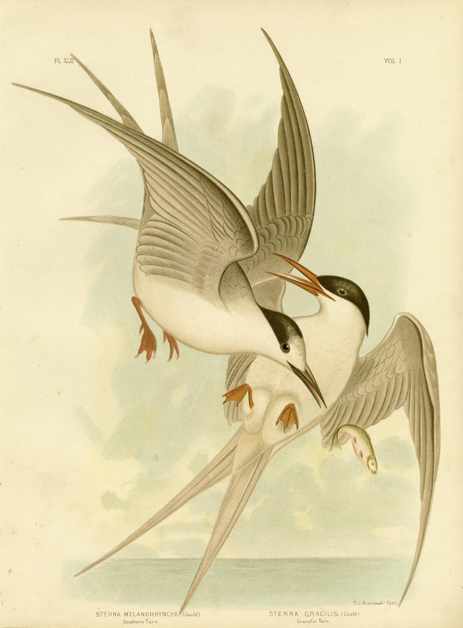 Sterne australe, 1891 - Gracius Broinowski