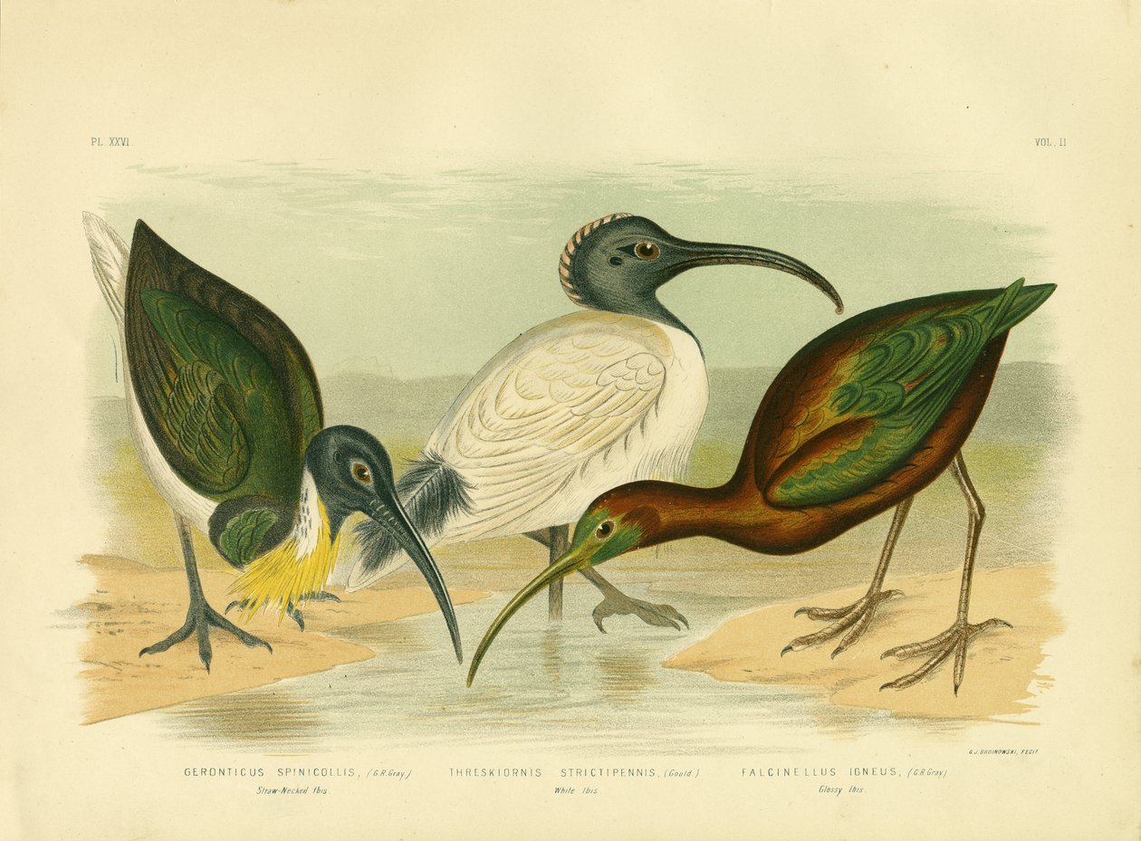 Ibis à Cou de Paille, 1891 - Gracius Broinowski
