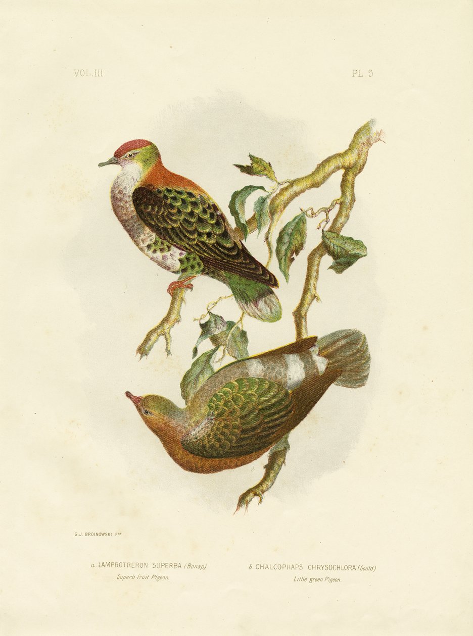 Superbe pigeon fruitier, 1891 - Gracius Broinowski