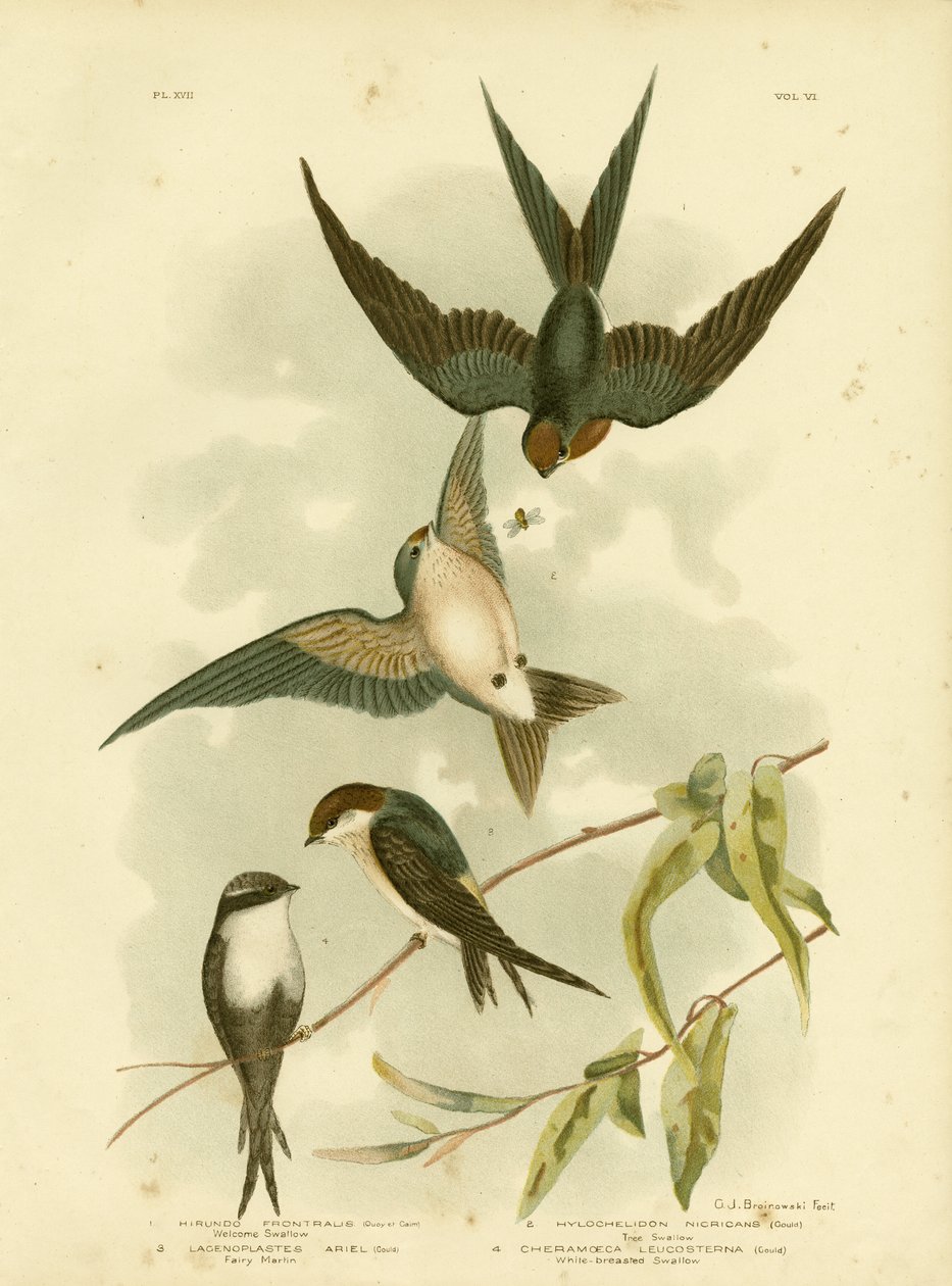 Hirondelle Rustique ou Hirondelle du Pacifique - Gracius Broinowski