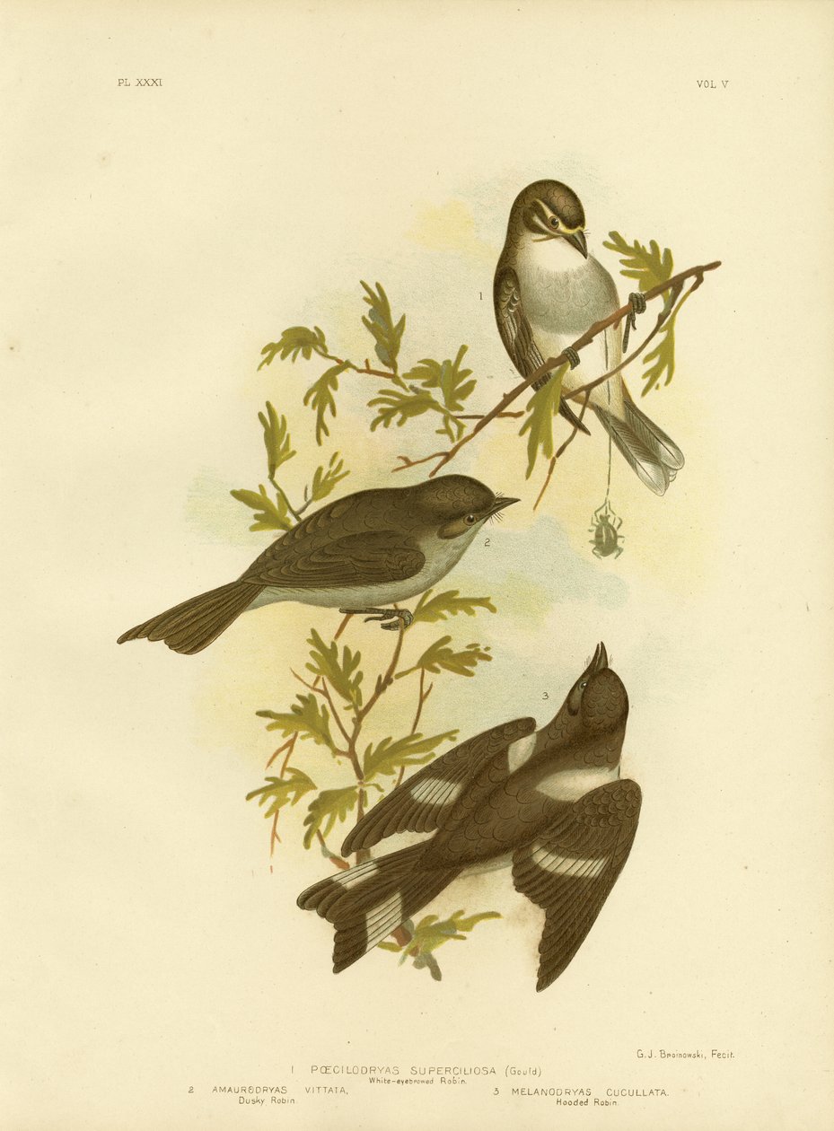 Rougequeue à sourcils blancs, 1891 - Gracius Broinowski