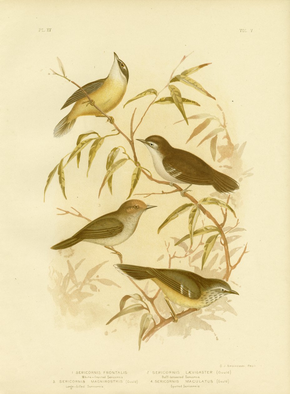 Scrubwren à front blanc ou Scrubwren à sourcils blancs, 1891 - Gracius Broinowski