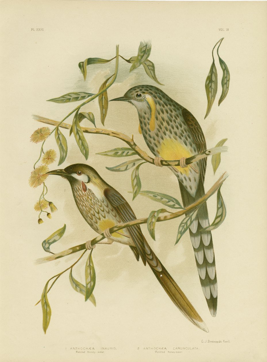 Méliphage à oreillons jaunes, 1891 - Gracius Broinowski