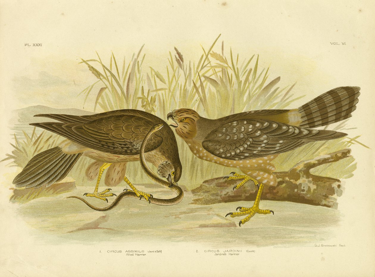 Busard des marais ou busard tacheté, 1891 - Gracius Broinowski