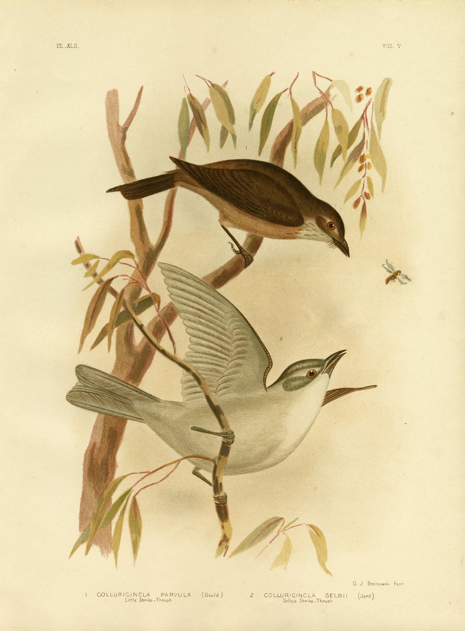 Petit grive-lyre, 1891 - Gracius Broinowski