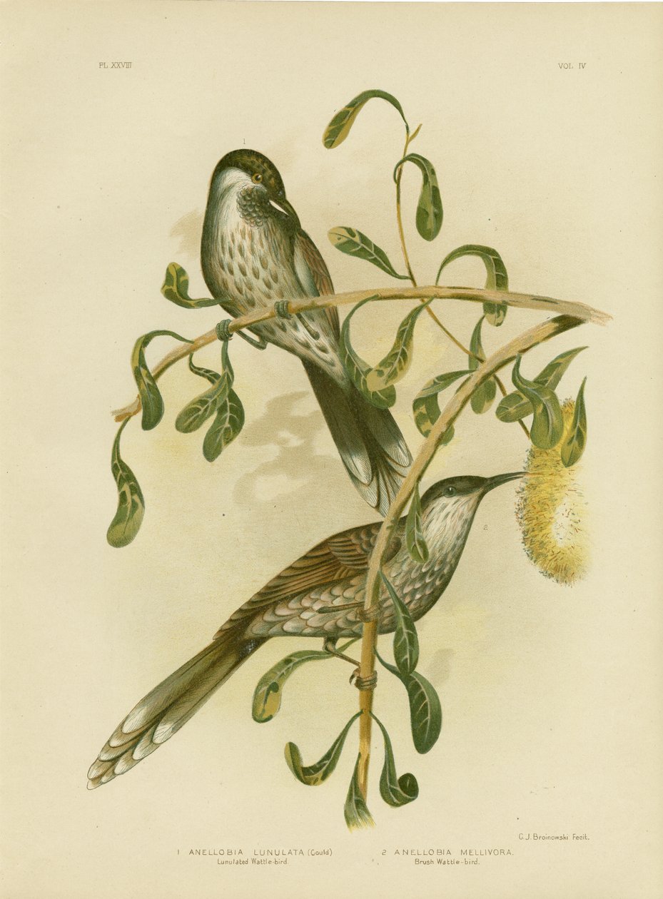 Petit Oiseau à Lunules, 1891 - Gracius Broinowski