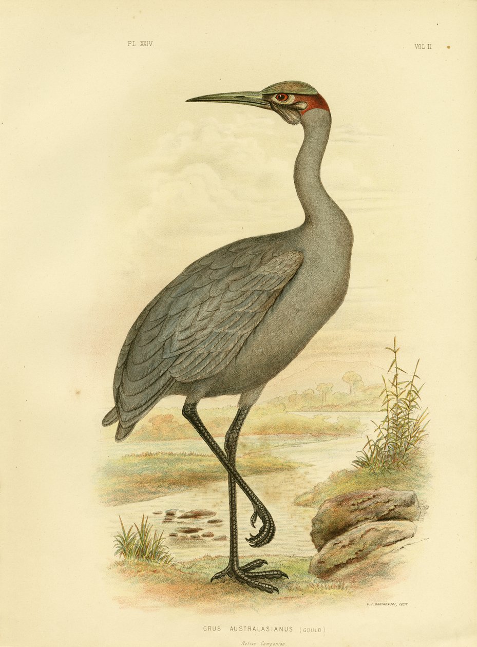 Compagnon natif ou Brolga, 1891 - Gracius Broinowski