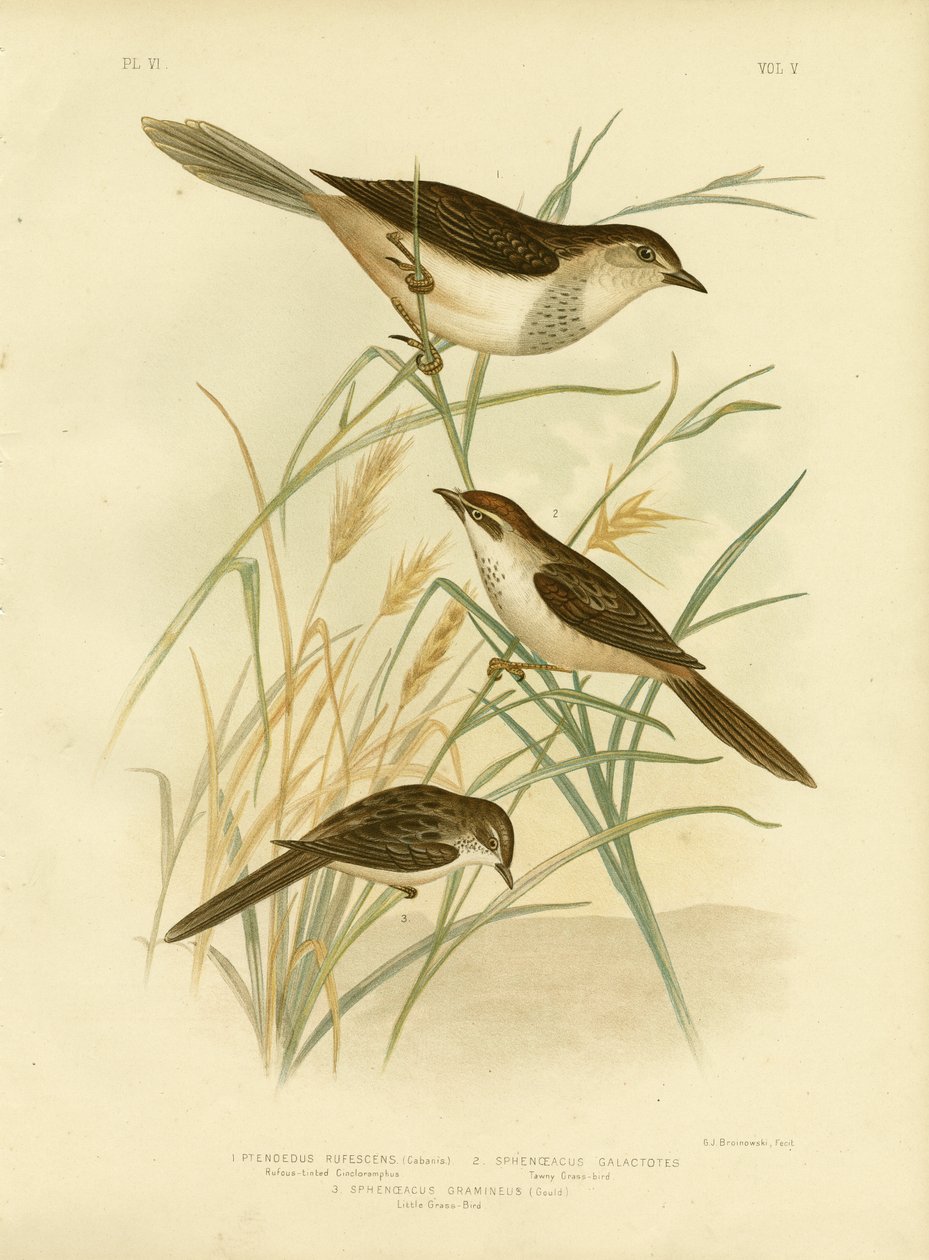Cincloramphus teinté de roux ou Rufous Songlark, 1891 - Gracius Broinowski
