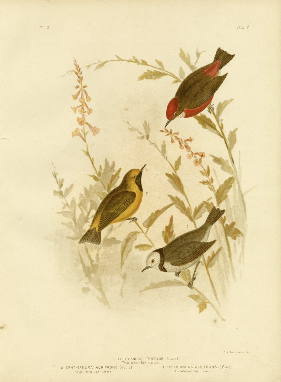 Ephthianura tricolore, 1891 - Gracius Broinowski