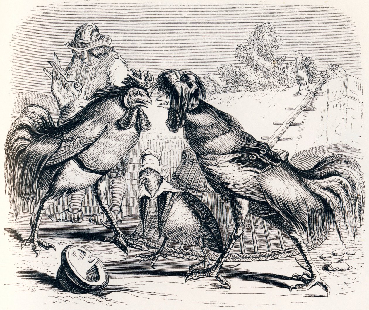 La perdrix et les deux coqs - Fables de La Fontaine - Grandville