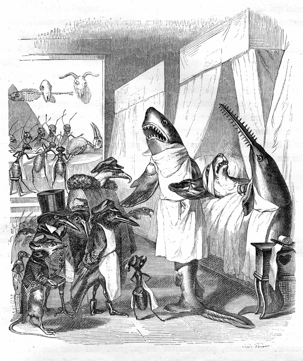 Caricature : Poissons - médecins : Gravure de Grandville, du livre "Vie privée et publique des animaux (Les animaux peints par eux-mêmes)", édition Hetzel 1867 p. 551 - Un requin et une scie (poisson-scie) au chevet d