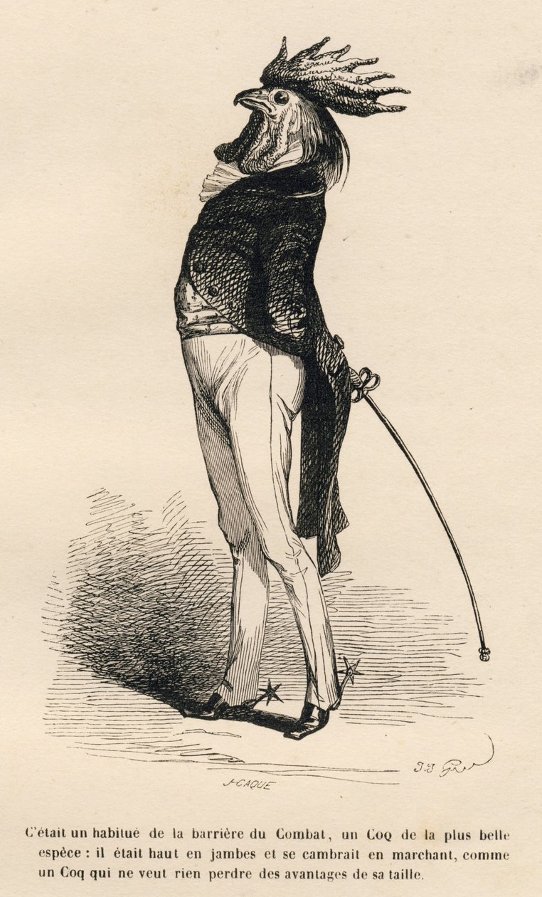 Coq habitué de la barrière de combat marchant fièrement. Vignettes illustrées par JJ Granville. Gravure signée Caqué dans "Histoire d