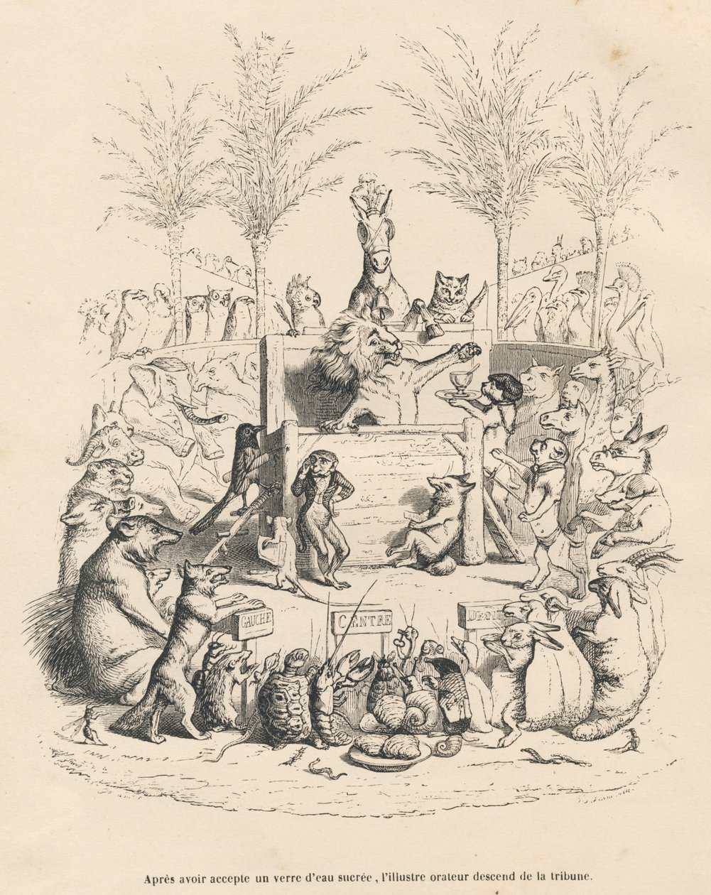 Discours politique du lion dans une tribune entouré de tous les autres animaux. Vignettes illustrées par JJ Granville. Gravure signée Godard dans le prologue "Résumé parlementaire" écrit par PJ Stahl dans "Scènes de la vie privée et publique des animaux" - Grandville