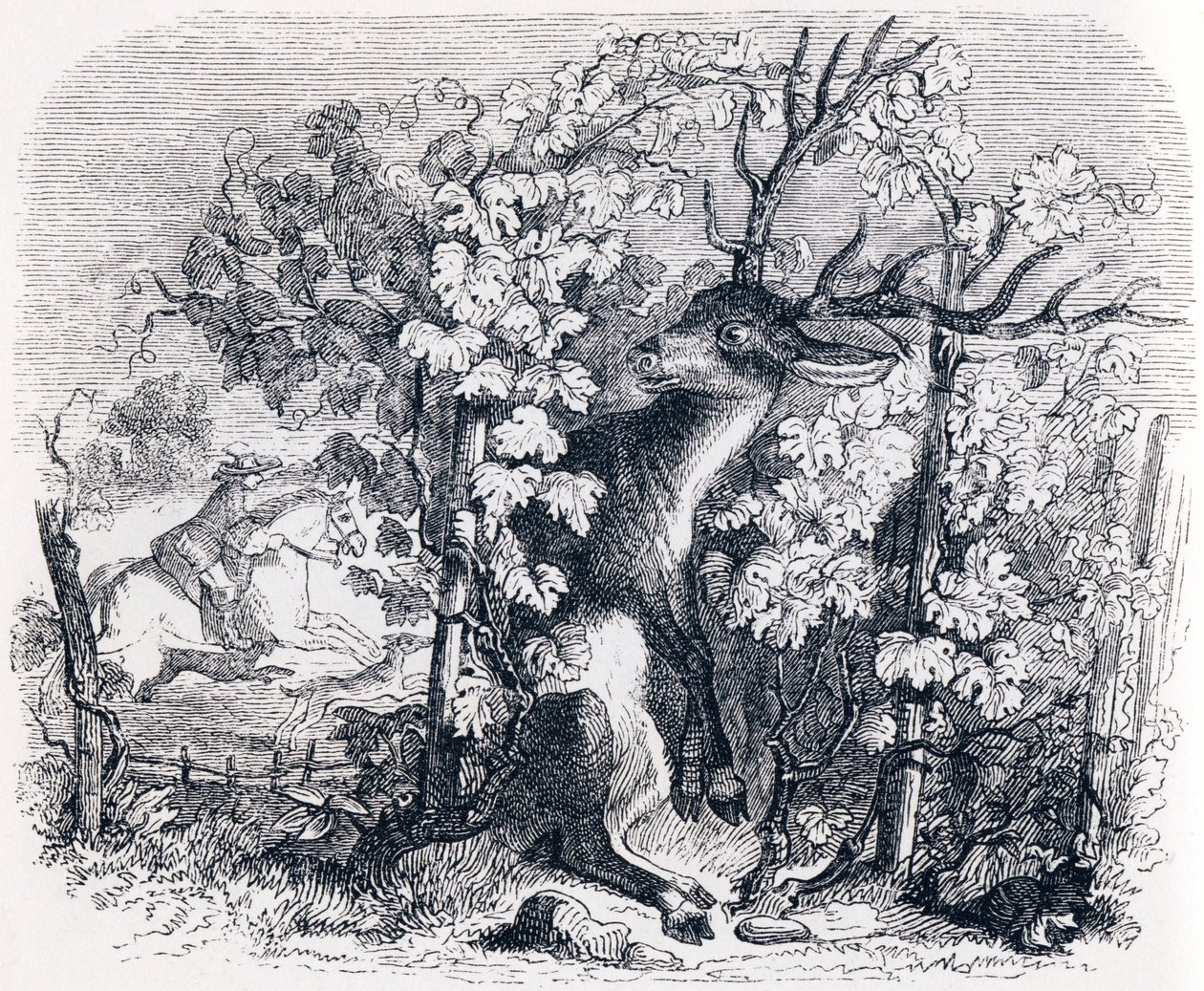 Le cerf et la vigne - Fables de La Fontaine - Grandville