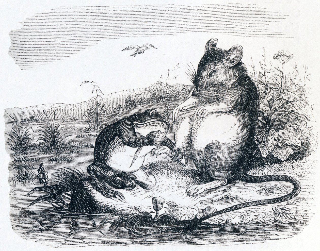 La grenouille et le rat - Fables de La Fontaine - Grandville