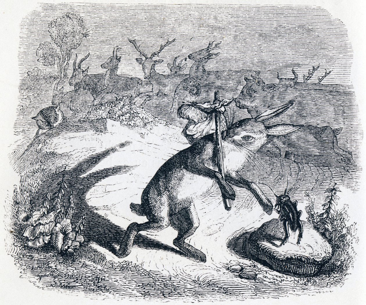 Les oreilles du lièvre - Fables de La Fontaine - Grandville