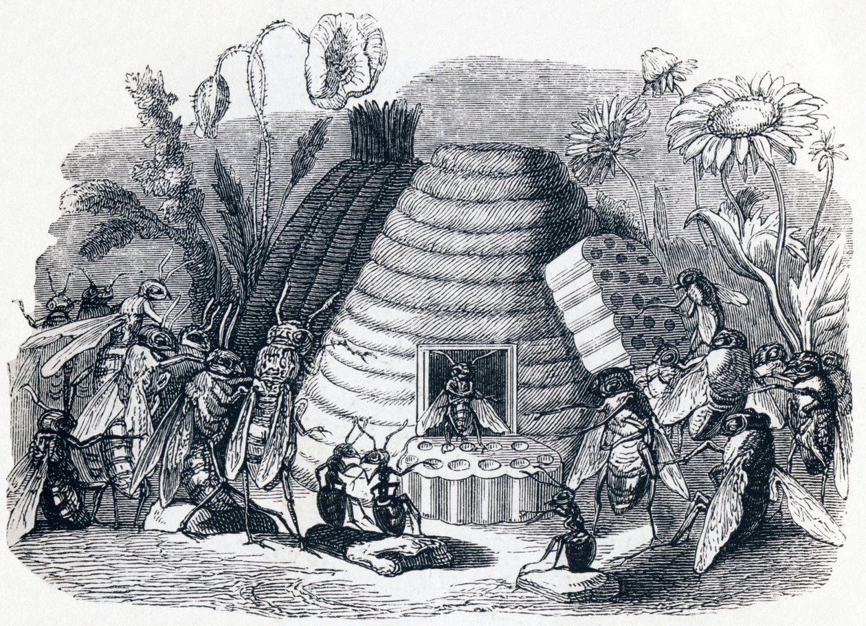 Les frelons et les mouches à miel - Fables de La Fontaine - Grandville