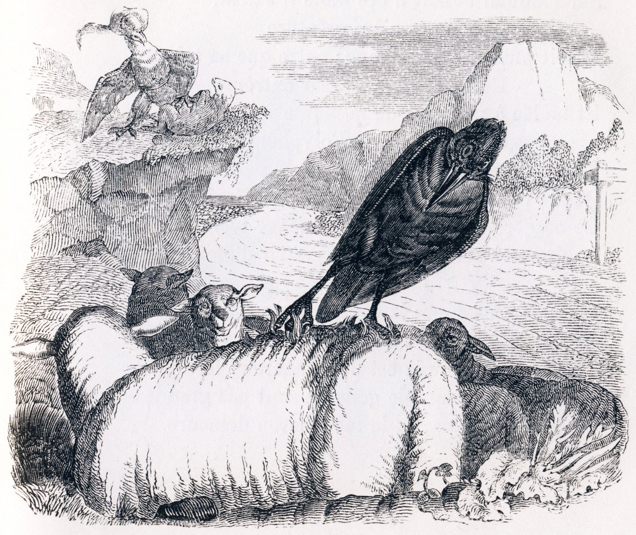 Le corbeau voulant imiter l