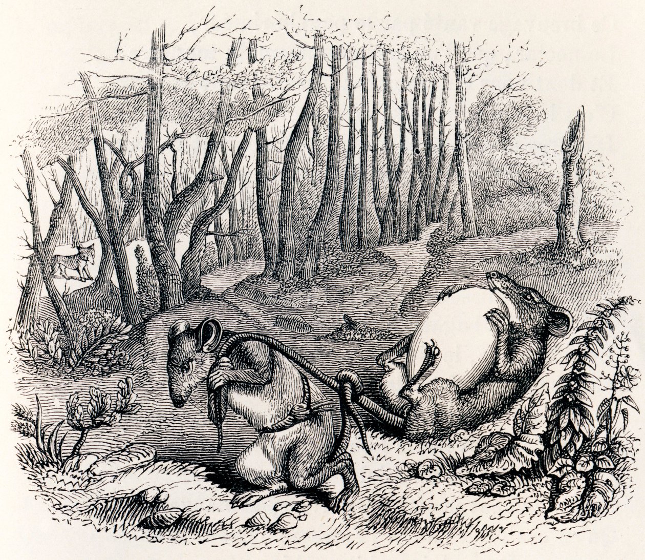 Les deux rats, le renard et l