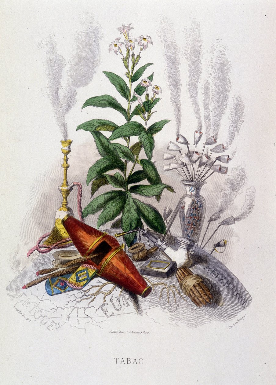 Plante de tabac et ustensiles de fumer - dans "Fleurs animées" par Grandville - Grandville