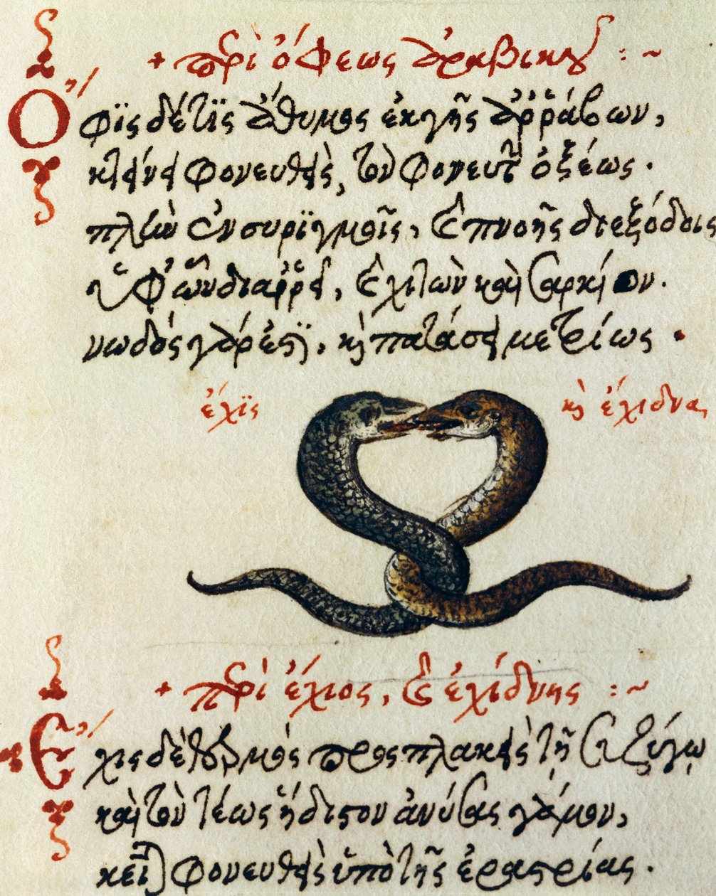 Accouplement de serpents, test et miniature de De animalium natura et proprietate libellus, par Aelianus (2ème-3ème siècle après J.-C.) - Greek School