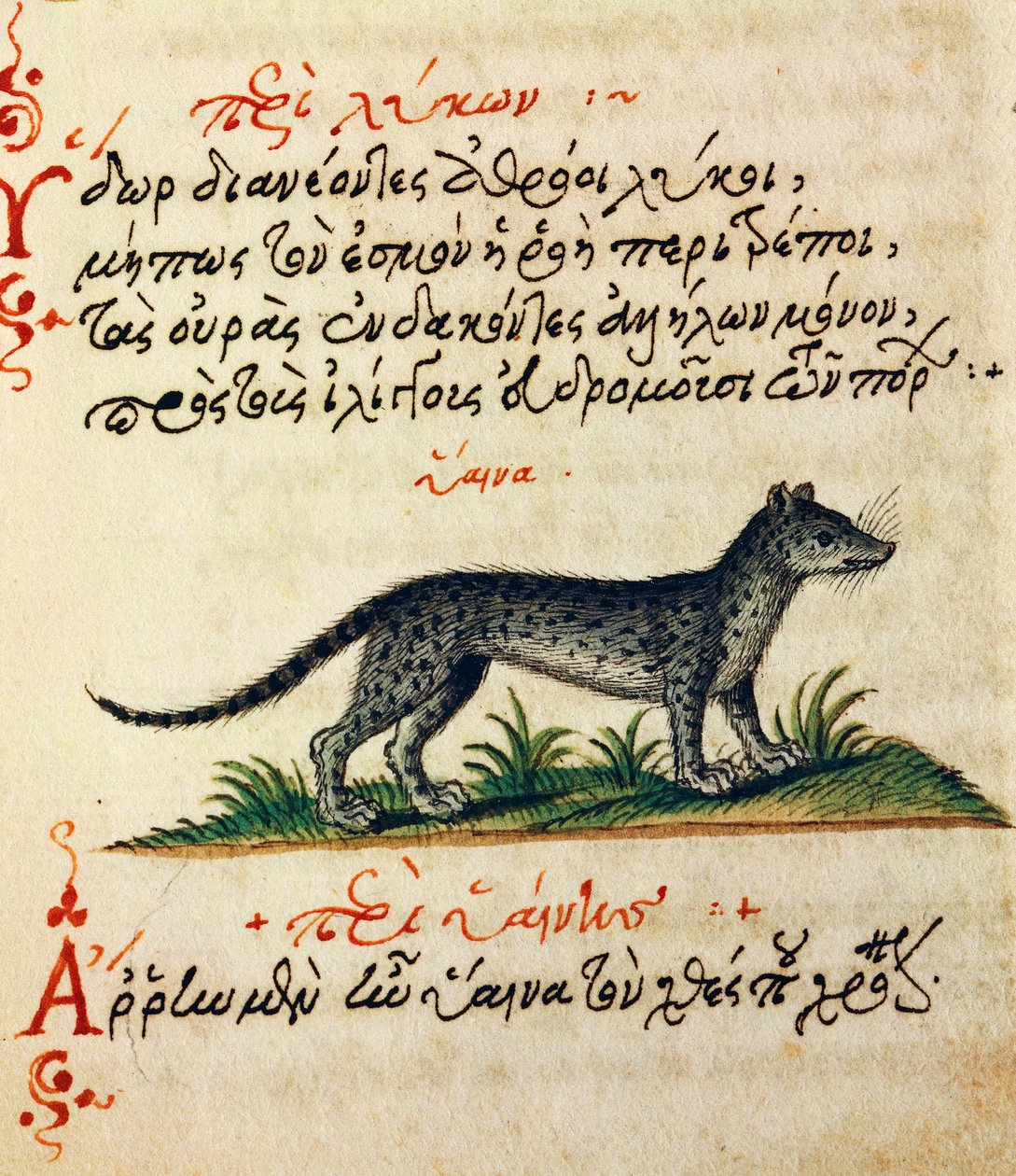 Traité sur la Hyène, texte et miniature de De animalium natura et proprietate libellus, par Aelianus - Greek School