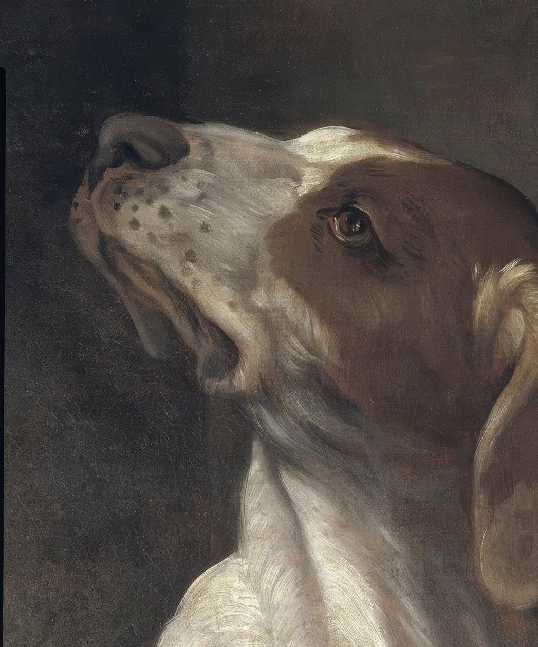 Saint Roch en prison, consolé par un ange - Guido Reni