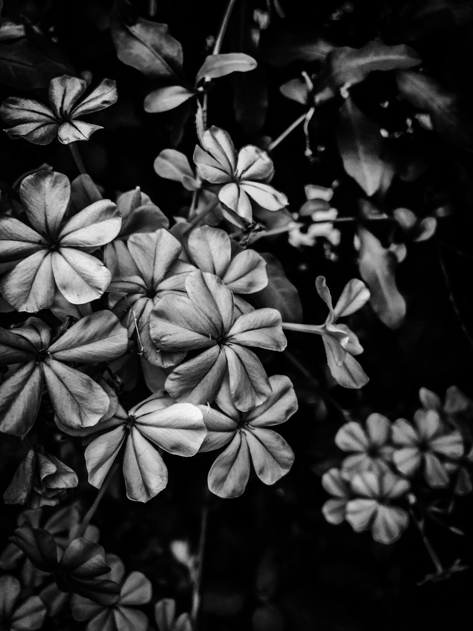 Fleur nº 33, 2025 (photo) - Guilherme Pontes