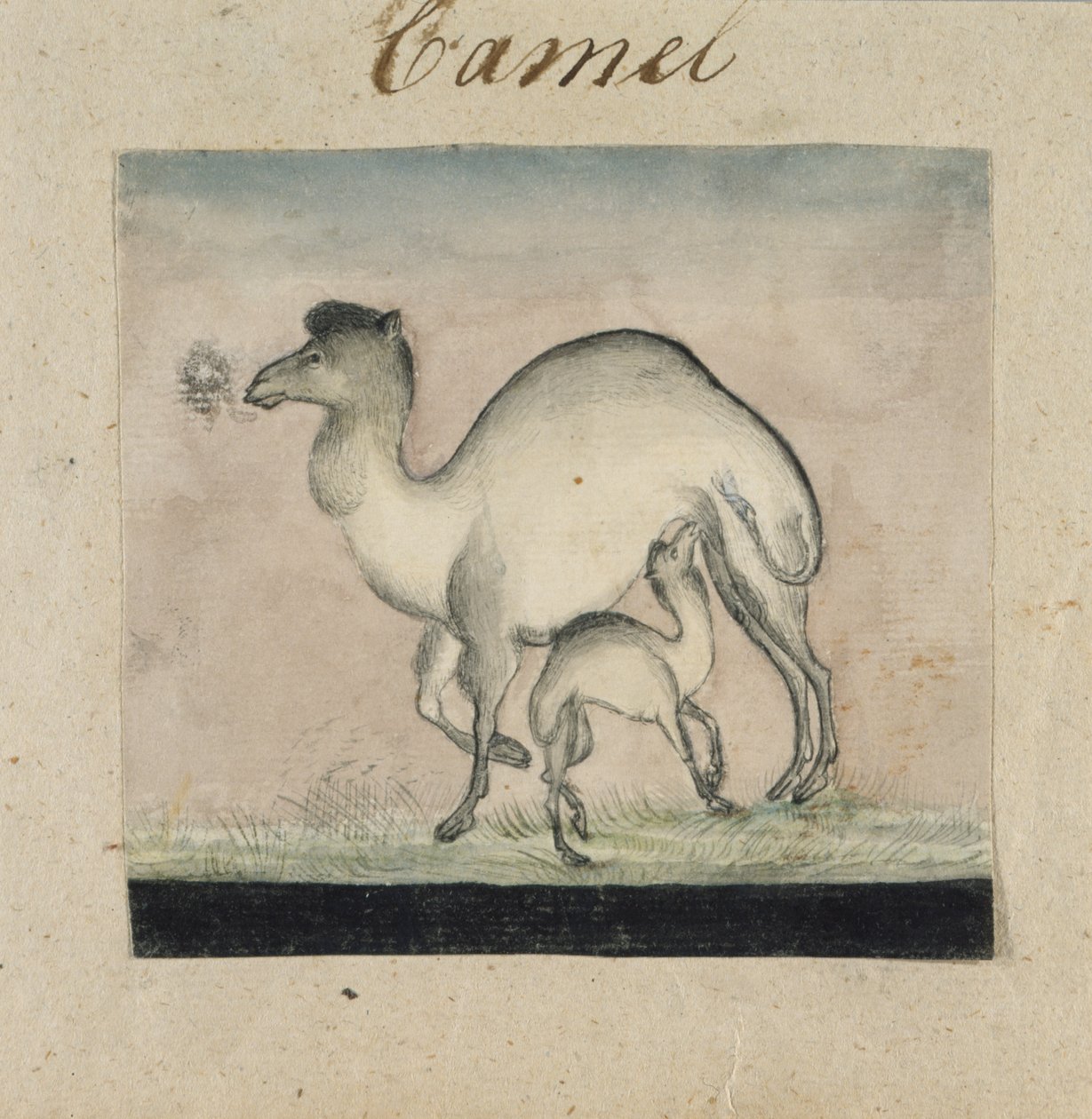 Chameau et son veau - Gungaram Tambat