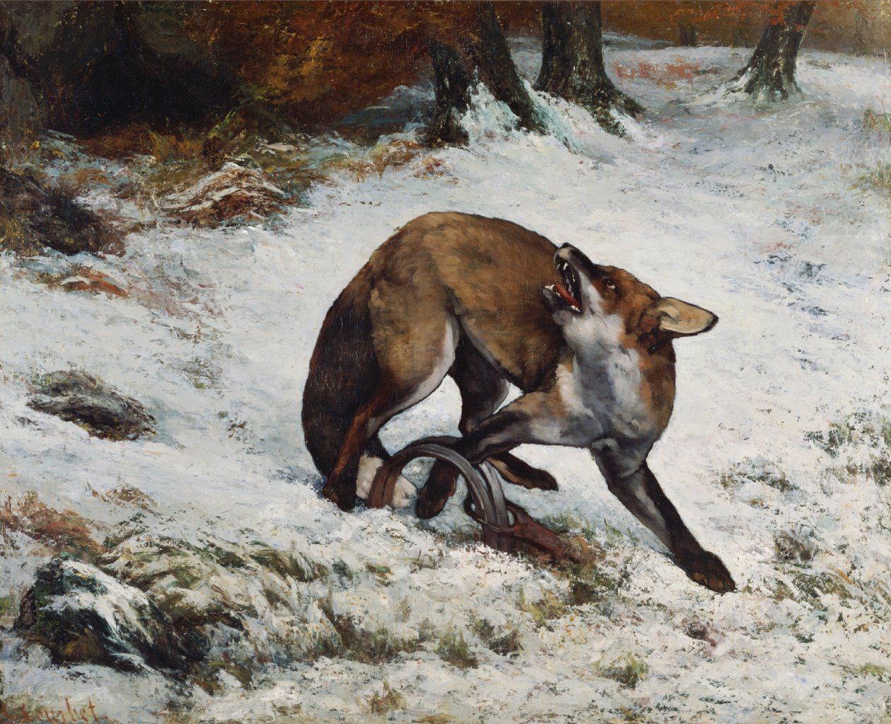 Renard pris au piège - Gustave Courbet