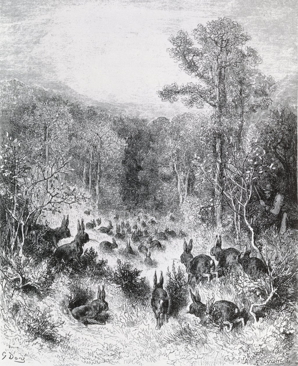 Les lapins, illustration des 