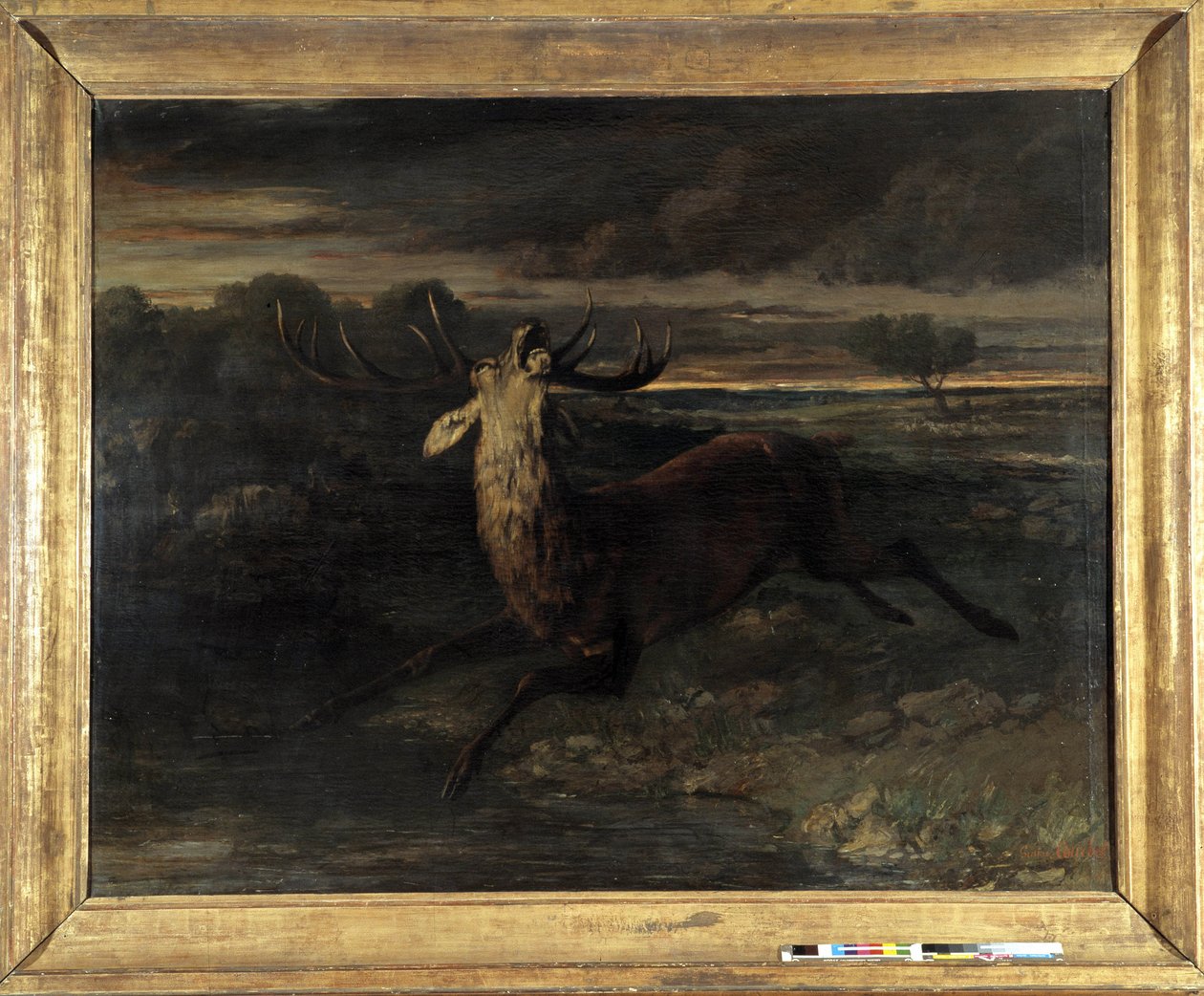 Le cerf a de l