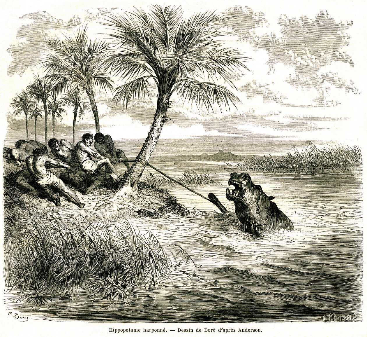Chasse sur la rivière Teoghe, affluent du Ngami. Harponnage d
