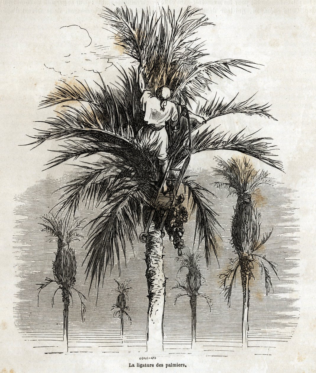La ligature des palmiers à Elche, dans le but de préserver la blancheur, afin de les tresser, dessin de Gustave Doré (1832-1883), pour illustrer son voyage en Espagne, en 1862, avec Ch. Davillier. Gravure dans "Le tour du monde", édité par Edouard Charton - Gustave Dore