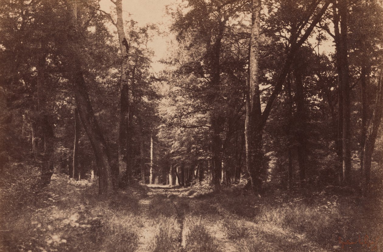 Bas-Breau, Forest of Fontainebleau,1852 (photo) - Gustave Le Gray