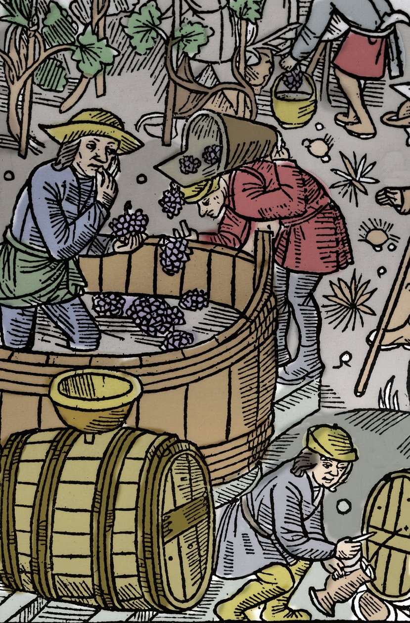 Récolte - vendanges - Calendrier du berger - Les travaux des mois - Octobre - Gravure sur bois du livre de 1496 imprimé par Guy Marchant à Troyes - Gravure sur bois dans "Le grand Calendrier et compost des bergers" - La récolte - Guy Marchant