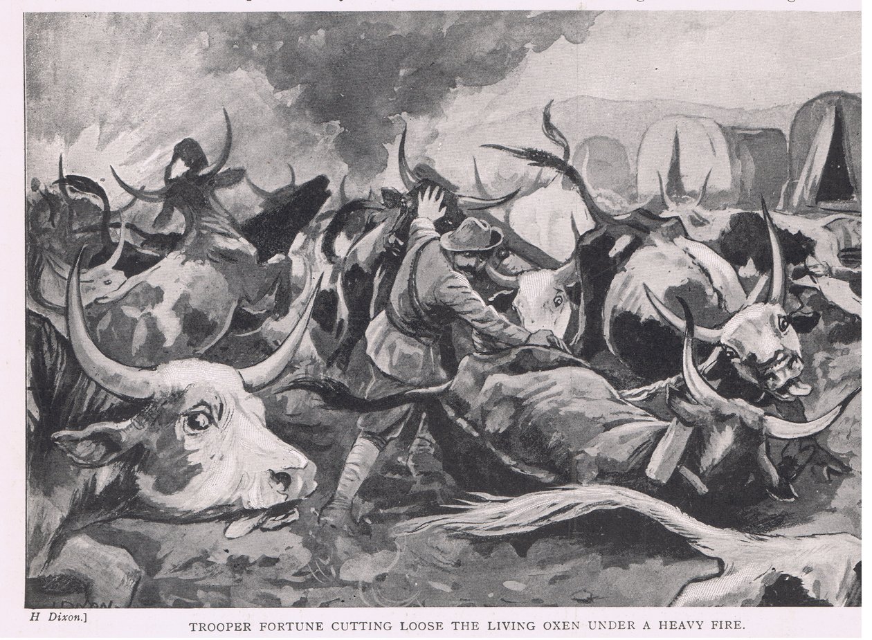 Le cavalier Fortune libérant les bœufs vivants sous un feu nourri - H. Dixon