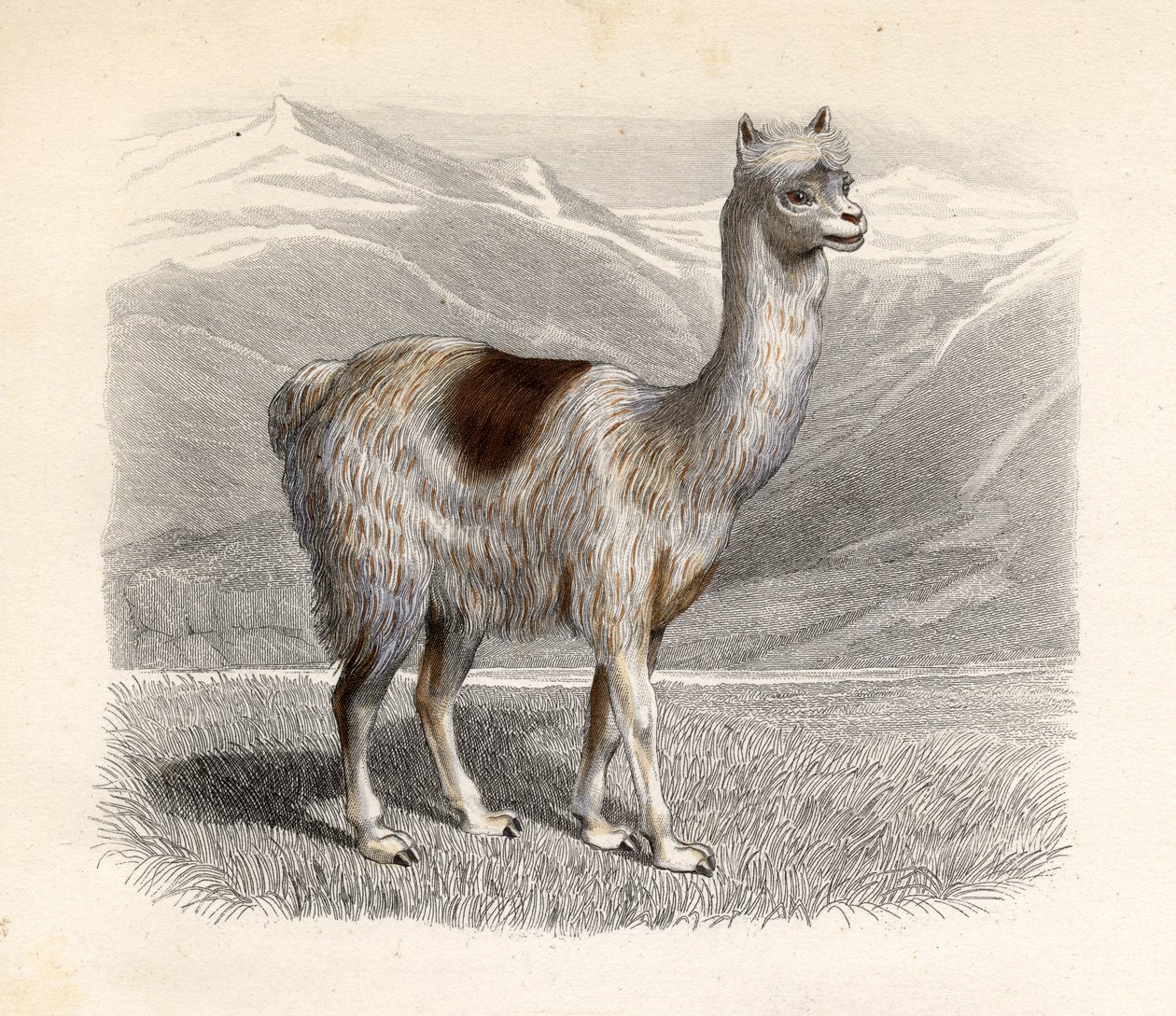 Le lama, gravé par E. Ramus - H. Gobin