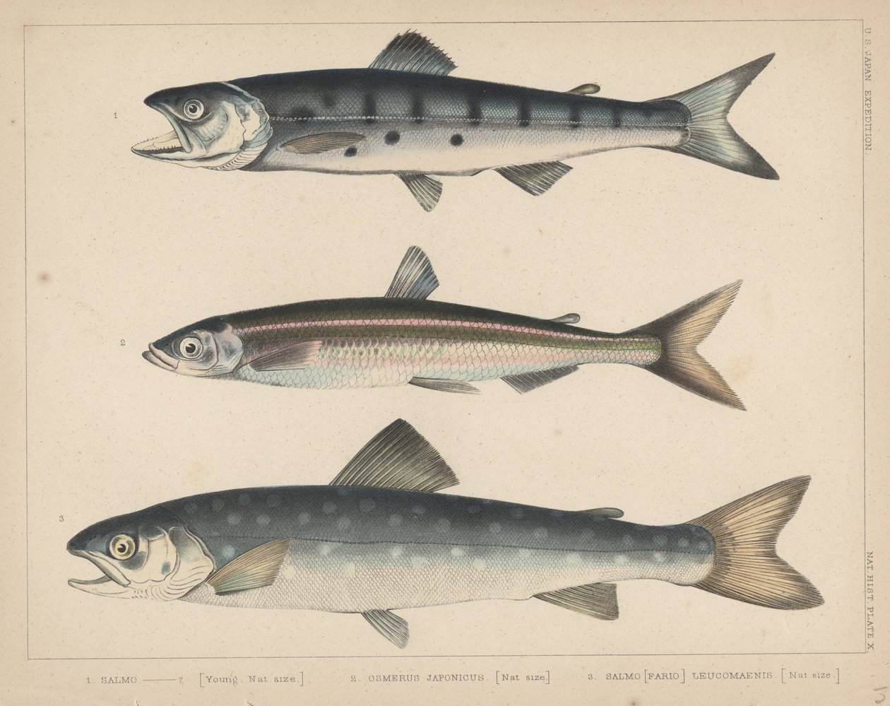 1. Saumon, 2. Osmerus Japonicus, 3. Salmo (Fario) Leucomaenis, 1855 - H. Patterson