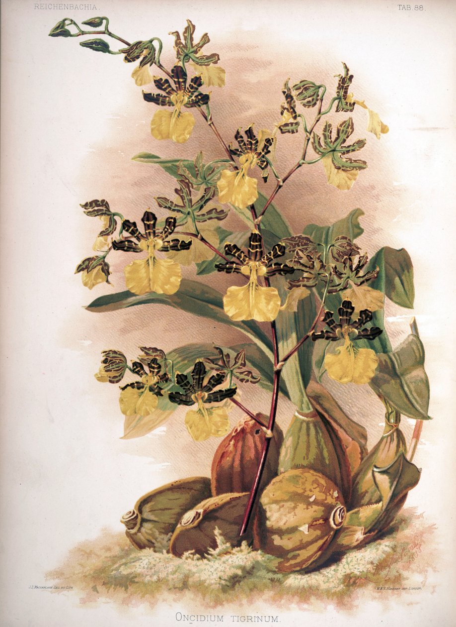 Oncidium tigrinum - H. Sotheran and Co.