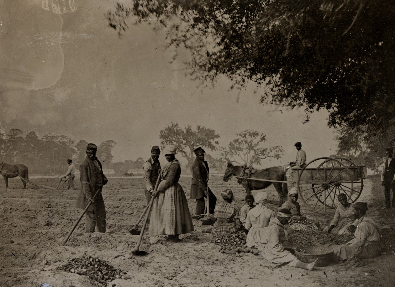 Plantation de patates douces, plantation Hopkinsons, île Edislo, Caroline du Sud, 1862 - H.P. Moore