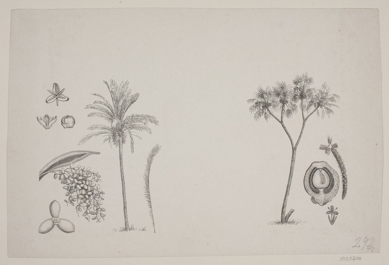 Feuille botanique des écrits de Schouw - H. C. Henneberg