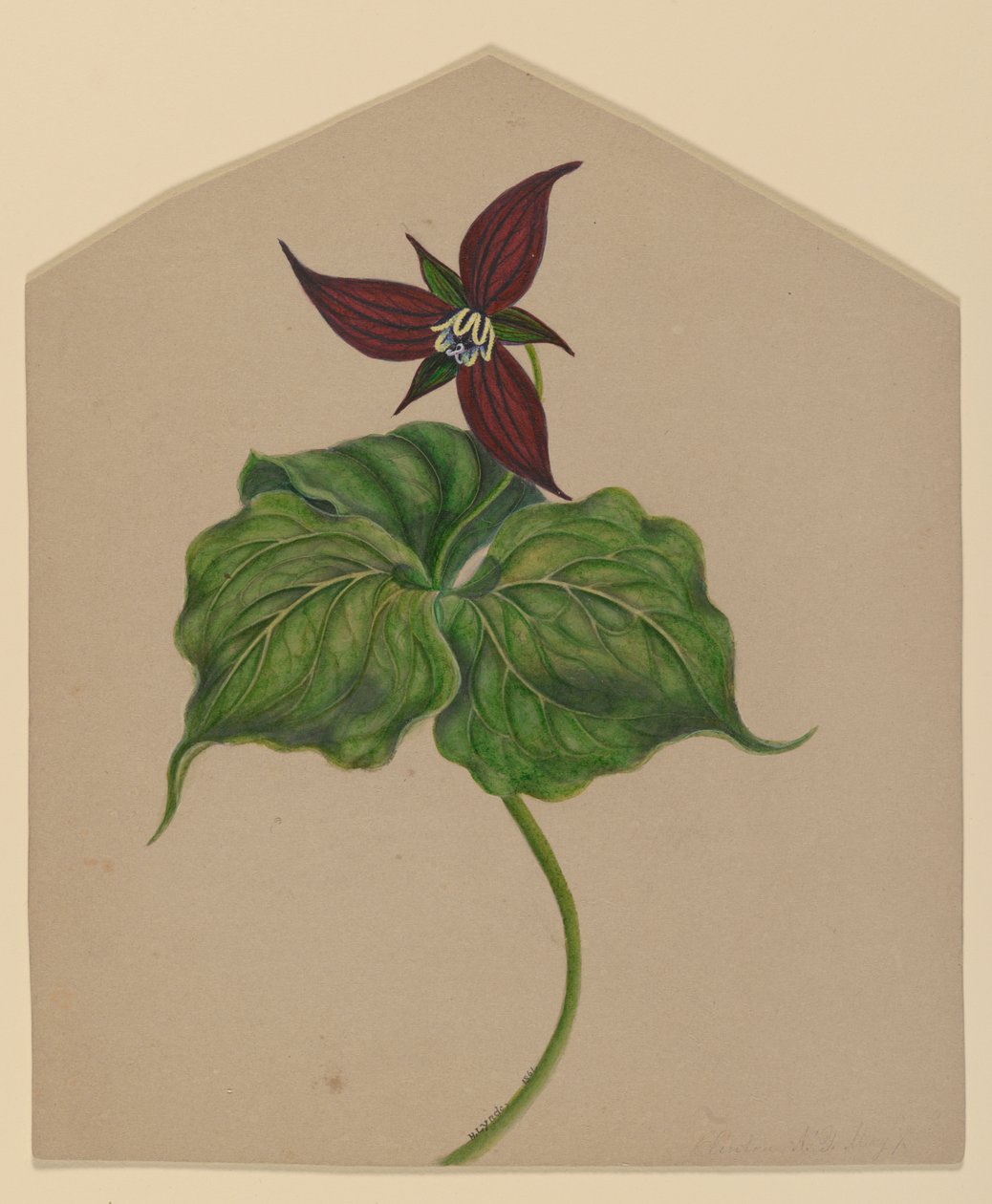 Fleur rouge de Bourgogne - H. Lynde