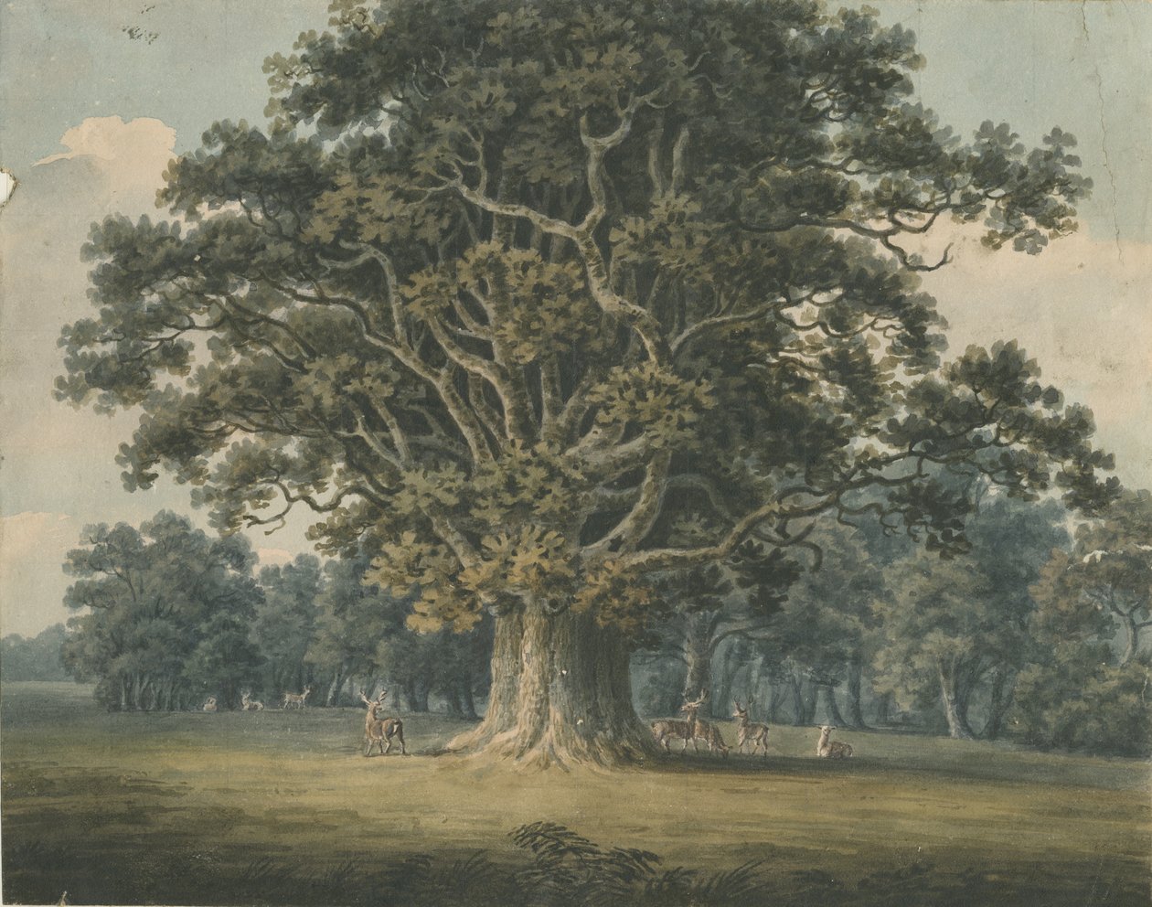 Needwood - Chêne de Swilcar : peinture à l