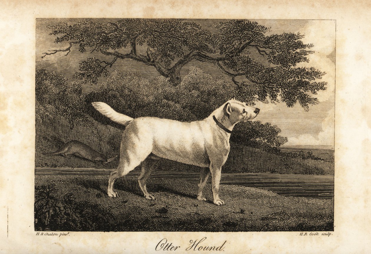 Portrait du dernier chien de loutre restant en Grande-Bretagne en 1812, appartenant à l