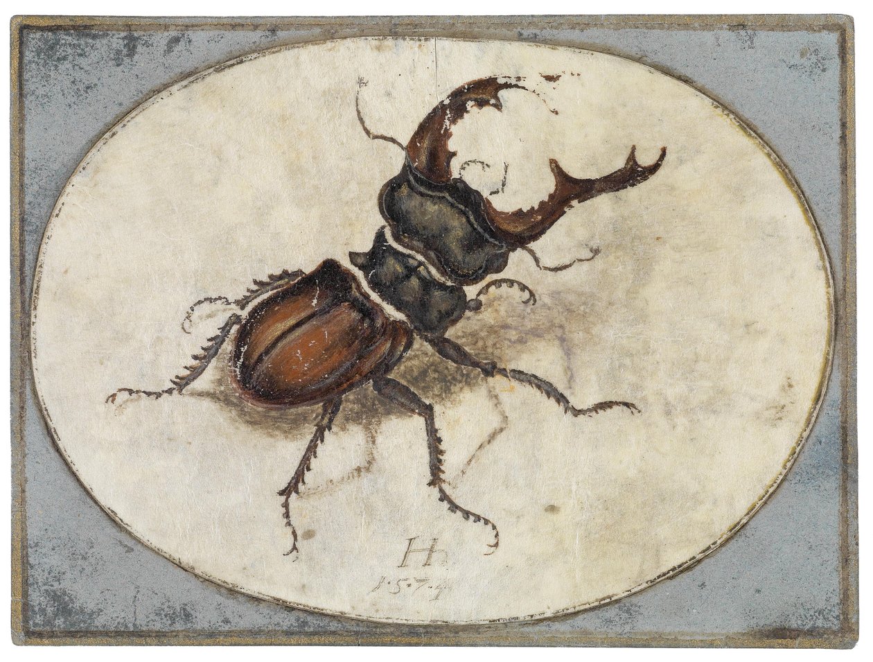 Cerf-volant (d