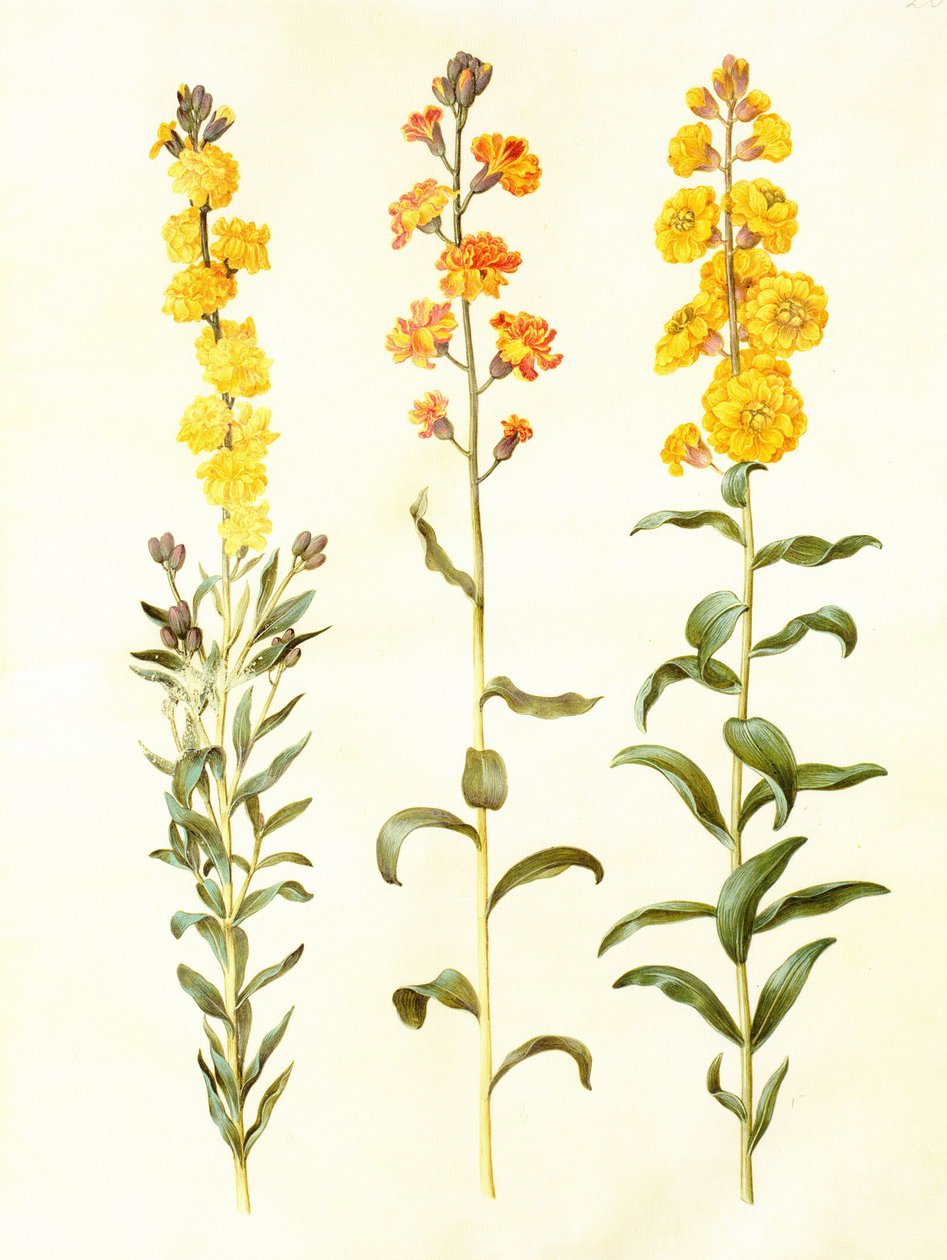 Cheiranthus cheirii, gouache sur vélin, dans : Gottorfer Codex - Hans Simon Holtzbecker